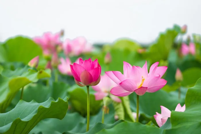 Cây Hoa Sen | Biểu Tượng Thiêng Thiêng Của Việt Nam