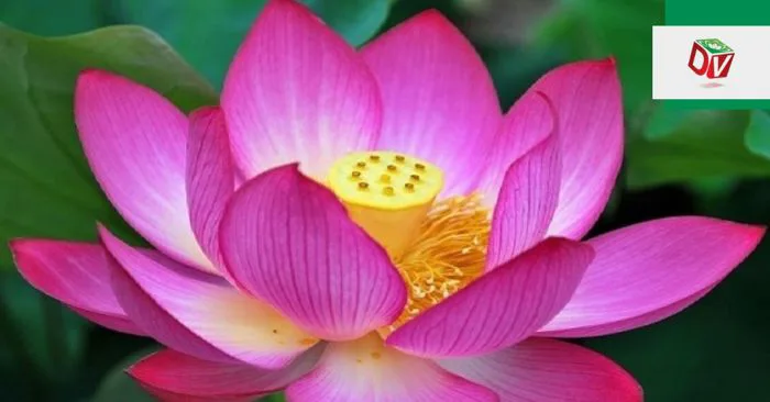 Ý nghĩa của hoa sen theo màu sắc
