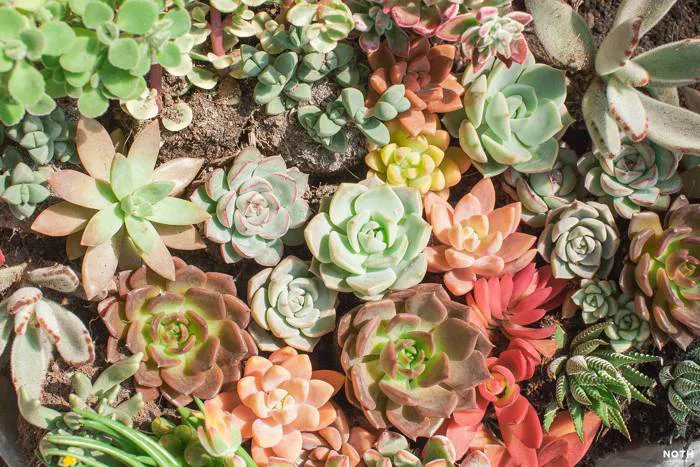 Echeveria (Hoa đá, Sen đá) – NOTH Garden