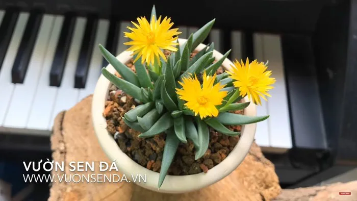 Vườn sen đá