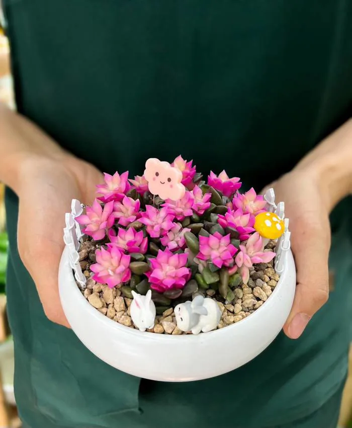 Sen Đá Hồng Sao - Vẻ Ngọt Ngào Như Ánh Nắng Trong Trẻo - Là Cây Concept
