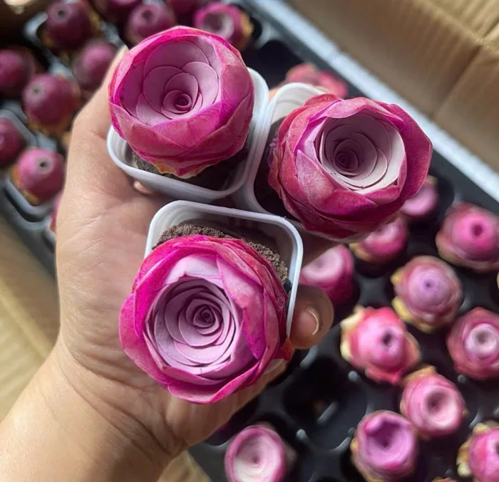 SEN ĐÁ HOA HỒNG MINI ĐỦ MÀU : 