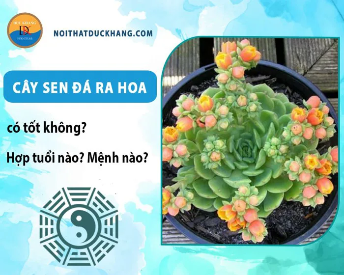 Cây sen đá ra hoa có tốt không? Hợp tuổi nào? Mệnh nào?