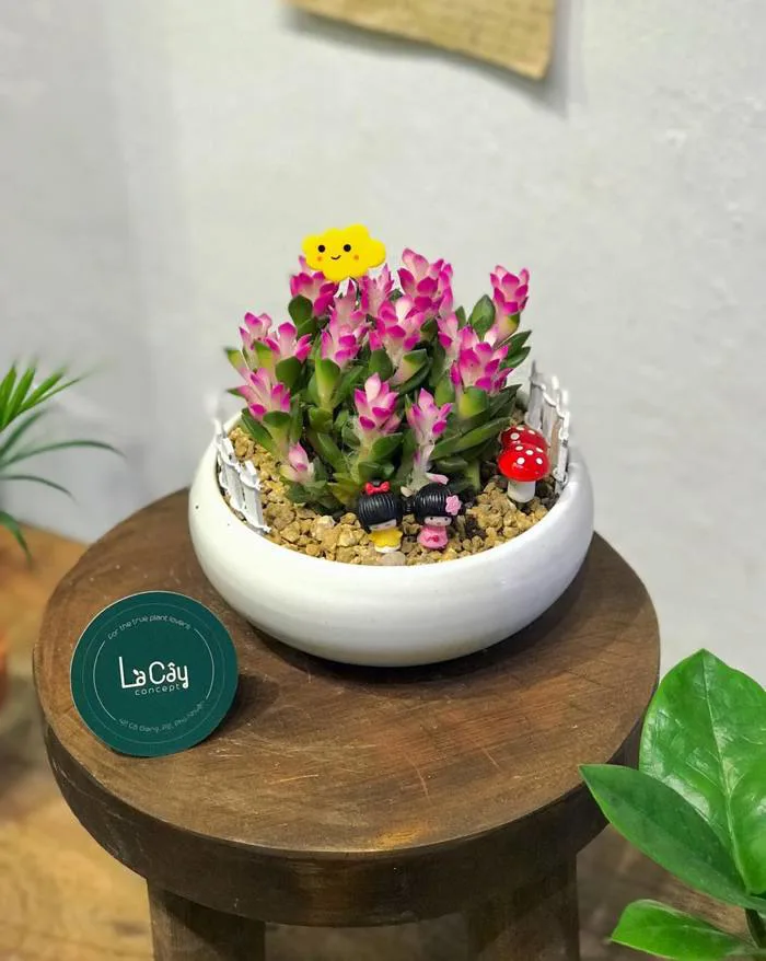 Khám Phá Những Điều Thú Vị Về Sen Đá Hồng Sao - Là Cây Concept