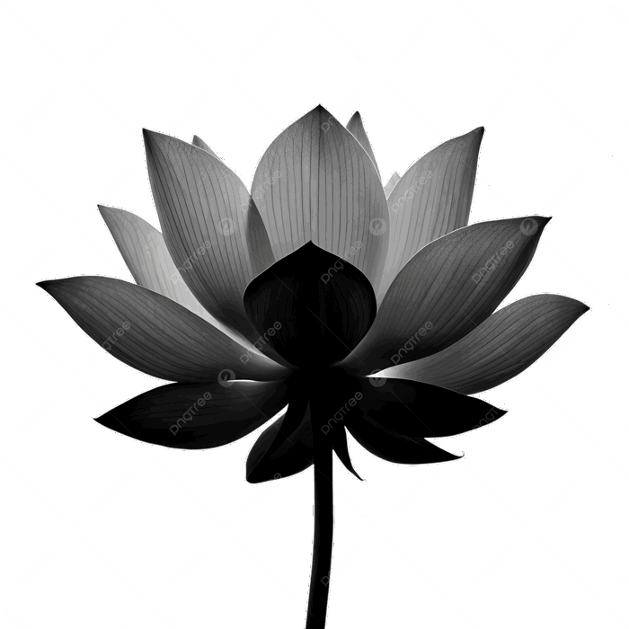 Hình ảnh Lotus đen Tối Giản PNG , Hoa Sen, đen, Hình Bóng PNG trong suốt và  Vector để tải xuống miễn phí