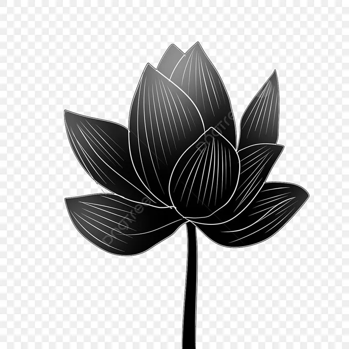 Hình ảnh Hoa Sen đen Nở PNG , Hoa Sen đen Nở PNG , Hoa Sen, Hoa PNG miễn  phí tải tập tin PSDComment và Vector
