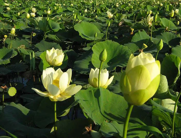 Hoa Sen Trắng | Đại diện cho vẻ đẹp thanh cao và thuần khiết - FLoLi