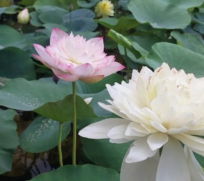 Hoa Sen Trắng, Hoa Sen Thái trắng