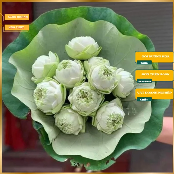 Hoa sen trắng , hoa tươi Hỏa Tốc bán lẻ HCM làm đep nhà cửa văn phòng bàn  làm việc flowers to go | Shopee Việt Nam