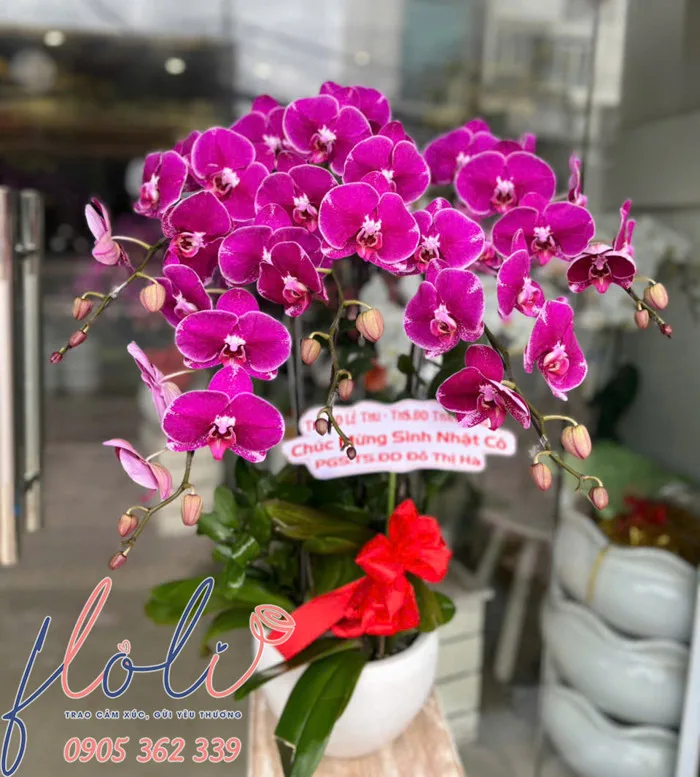 12 Mẫu hoa chúc sinh nhật người lớn tuổi vui vẻ, khỏe mạnh, trường thọ -  FLoLi