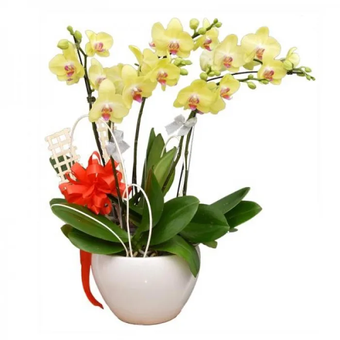 Cách chọn hoa sinh nhật cho người lớn tuổi ý nghĩa và tinh tế
