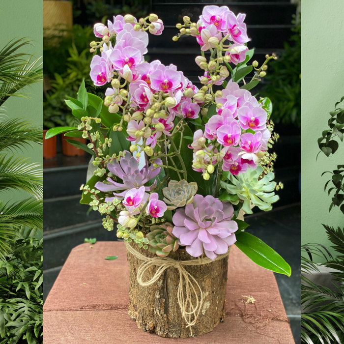 Chậu Tiểu Hồ Điệp Hồng Để Bàn Mix Sen Đá – Món Quà Độc Đáo Tặng Sinh Nhật  Đồng Nghiệp Nữ