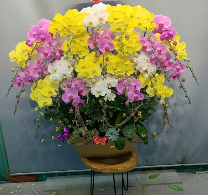 Lan Hồ Điệp Tặng Sinh Nhật Đồng Nghiệp Nữ (LHĐ-45)