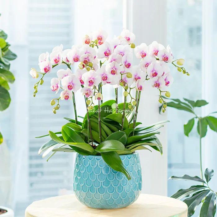 8 Loài hoa sang trọng dành tặng sinh nhật sếp