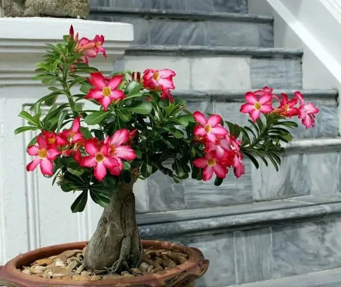 Cây Hoa Sứ Đỏ - Cây Phong Thuỷ Trước Nhà Được Yêu Thích