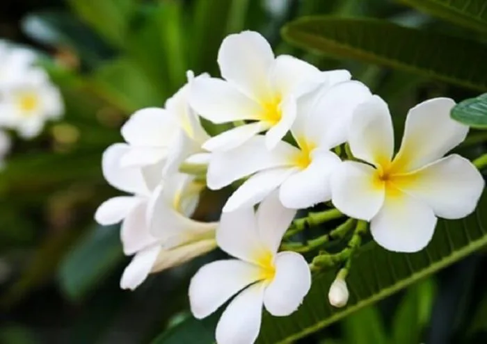 Ý nghĩa của Hoa Sứ | Biểu tượng cho sự sung túc dài lâu - FLoLi