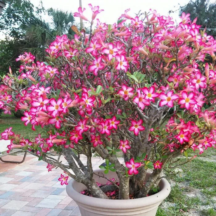 Hạt giống hoa sứ cánh đơn màu hồng - Hạt Giống Sạch
