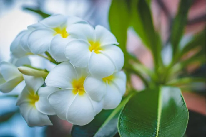 Ý Nghĩa Của Hoa Sứ Trắng | Hoa Thanh Nhã