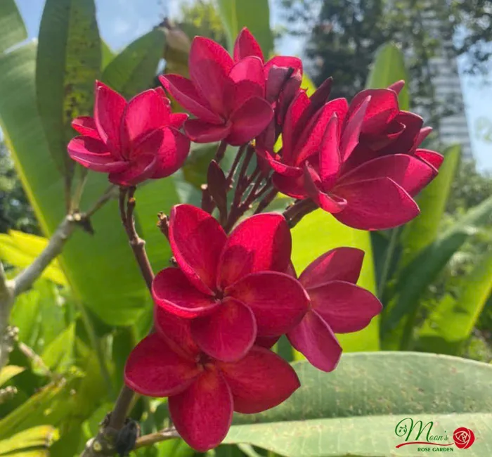 Cây Hoa Sứ Đỏ Ấn Độ