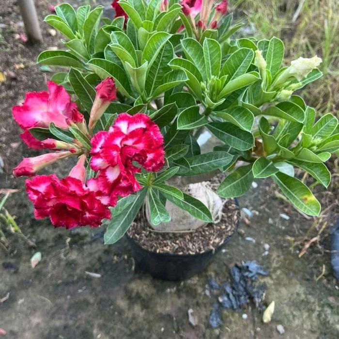 Hoa sứ thái hồng đẹp, màu sắc rực rỡ và mùi hương thơm ngát tạo vẻ đẹp sang  trọng cho không gian. - Mon Hasfarm - Cây Hoa Hồng, Cây Cảnh &