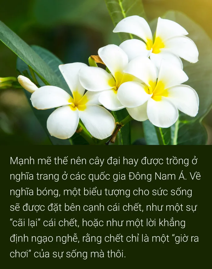 Hoa đại, hoa sứ hoa của mâu thuẫn, hoa của ai? - Tuổi Trẻ Online
