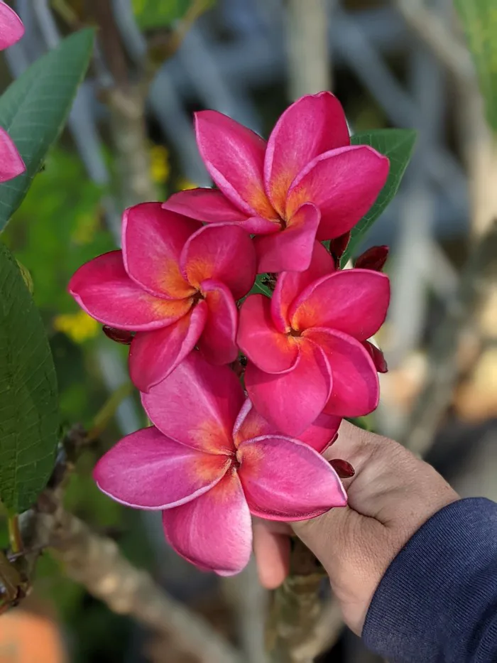 Cây Sứ Đại Hoa Đỏ - Hoàng Long Garden