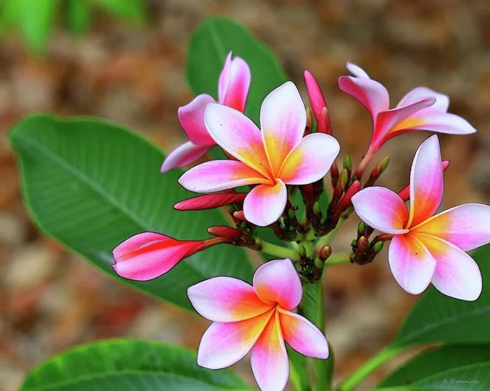 Ý nghĩa của Hoa Sứ | Biểu tượng cho sự sung túc dài lâu - FLoLi