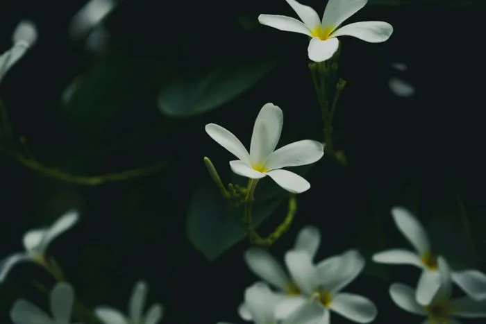 Ý Nghĩa Của Hoa Sứ Trắng | Hoa Thanh Nhã