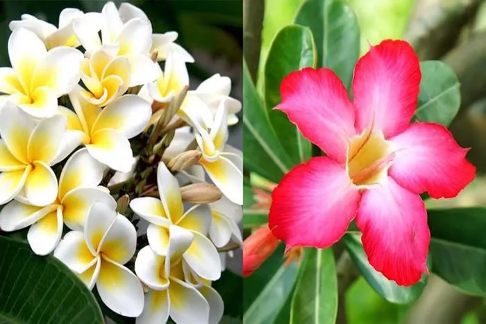 Hoa sứ có ý nghĩa gì? Cách trồng và chăm sóc hoa sứ ra hoa đẹp