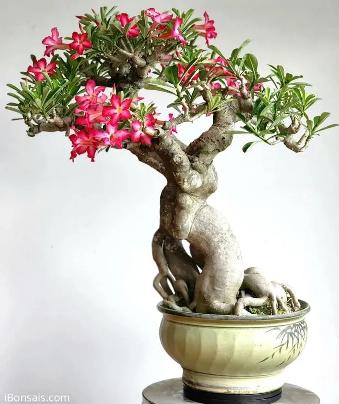 Hoa Sứ bonsai cây rất lâu năm rất siêng hoa ở
