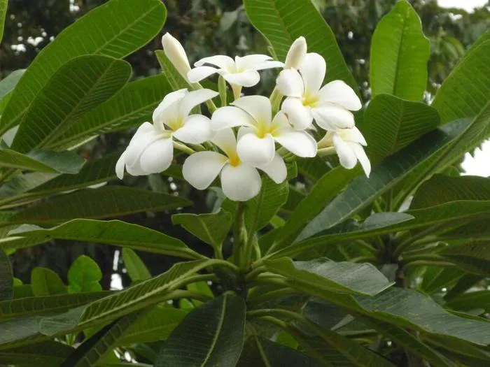 Cây Hoa Sứ Trắng Có Ý Nghĩa Gì Trong Phong Thủy & & Cách Trồng Đem Lại May  Mắn