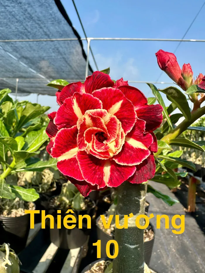 Cây giống hoa sứ thái cánh kép 