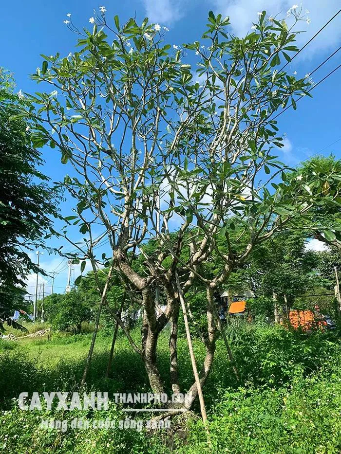 Cây Hoa Sứ To | Sứ Trắng Lớn Cho Thiết Kế Cảnh Quan – CÔNG TY CP CÂY XANH  ĐÔ THỊ ĐẠI PHÚC