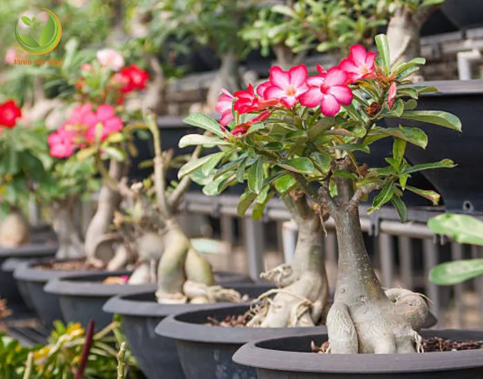 Tất tần tật những điều cần biết về cây hoa Sứ