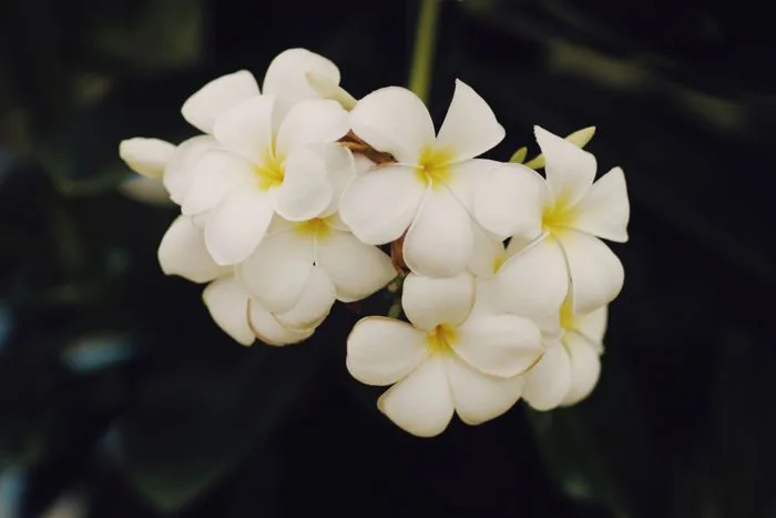 Ý Nghĩa Của Hoa Sứ Trắng | Hoa Thanh Nhã