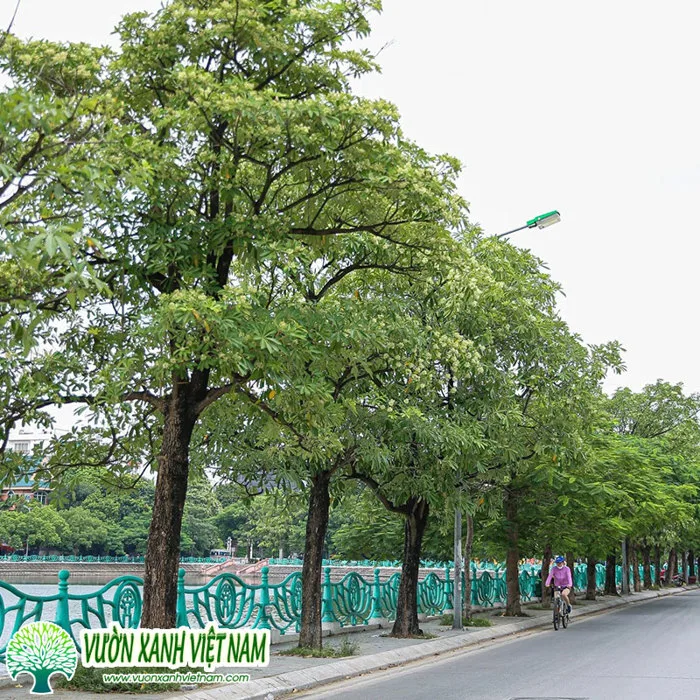 Cây Hoa Sữa Trồng Công Trình, Mua Bán Số Lượng Lớn