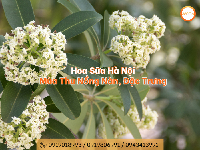 Hoa Sữa Hà Nội - Mùa Thu Nồng Nàn, Đặc Trưng