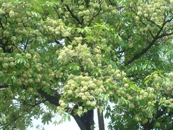 Mua cây hoa sữa giá tốt, vận chuyển và trồng tận nơi