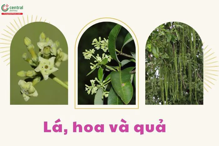 Cây Hoa Sữa (Mò Cua - Alstonia scholaris (L.) R. Br.) có tác dụng gì? Cách  trồng