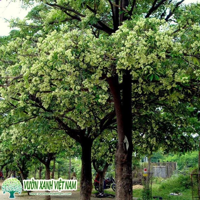 Cây Hoa Sữa Trồng Công Trình, Mua Bán Số Lượng Lớn
