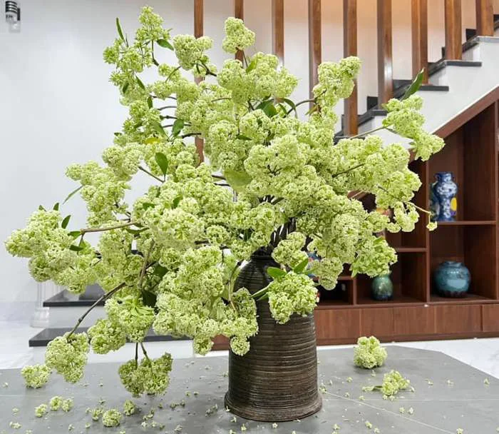 Cắm hoa sữa trong nhà: Lợi ích và rủi ro sức khỏe cần biết