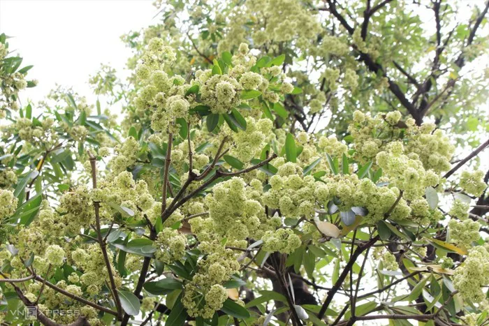 HOA SỮA - Hoàng Việt School