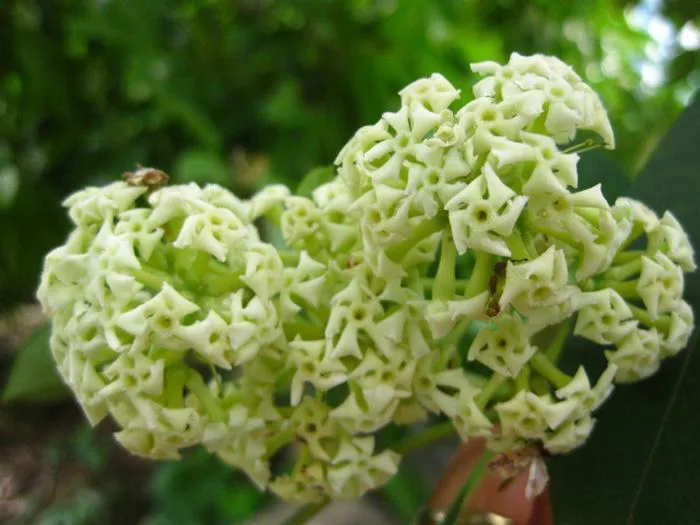 Ý nghĩa hoa Sữa – đặc trưng của mùa thu Hà Nội. - Cửa hàng hoa tươi May  Flower