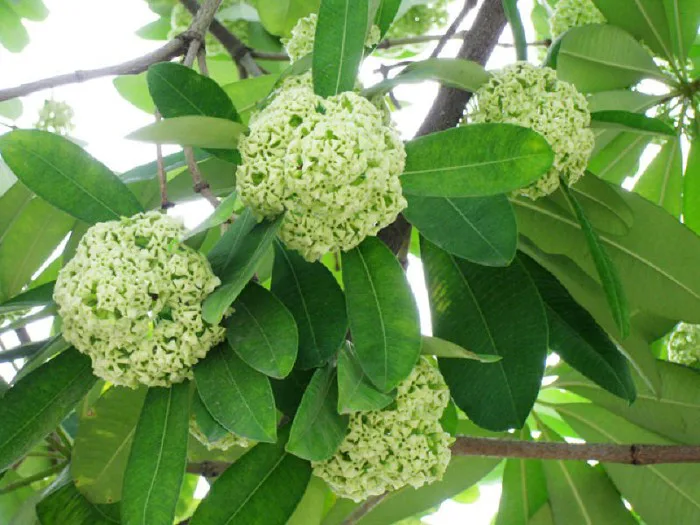 Cây Hoa sữa