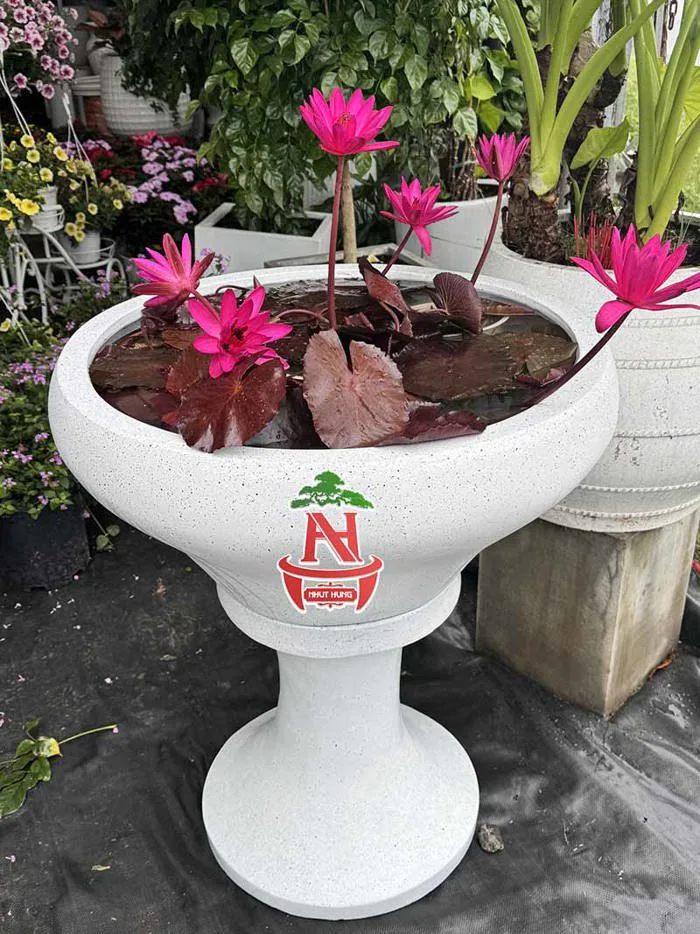 Cây hoa súng - Đặc điểm, giá bán, ý nghĩa, công dụng, cách trồng và chăm  sóc cây hoa súng - Chậu xi măng Đà Nẵng | Chậu trồng cây Đà Nẵng |