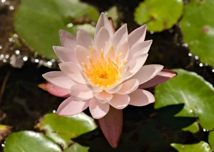 Hoa súng: Ý nghĩa loài hoa tượng trưng cho ý chí bền bỉ