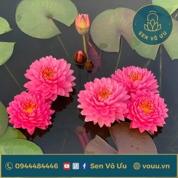 Giống hoa súng Wimolrat | Sen Vô Ưu