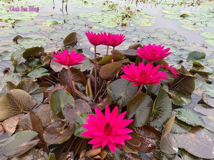 Hoa súng Mỹ