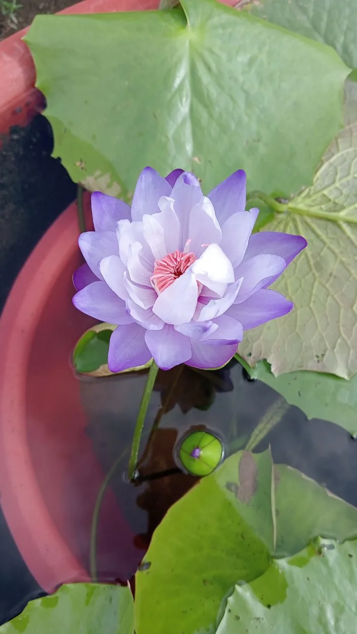 Hoa Súng Úc Hoa Đẹp Dễ Trồng - Cây cảnh S-Xanh