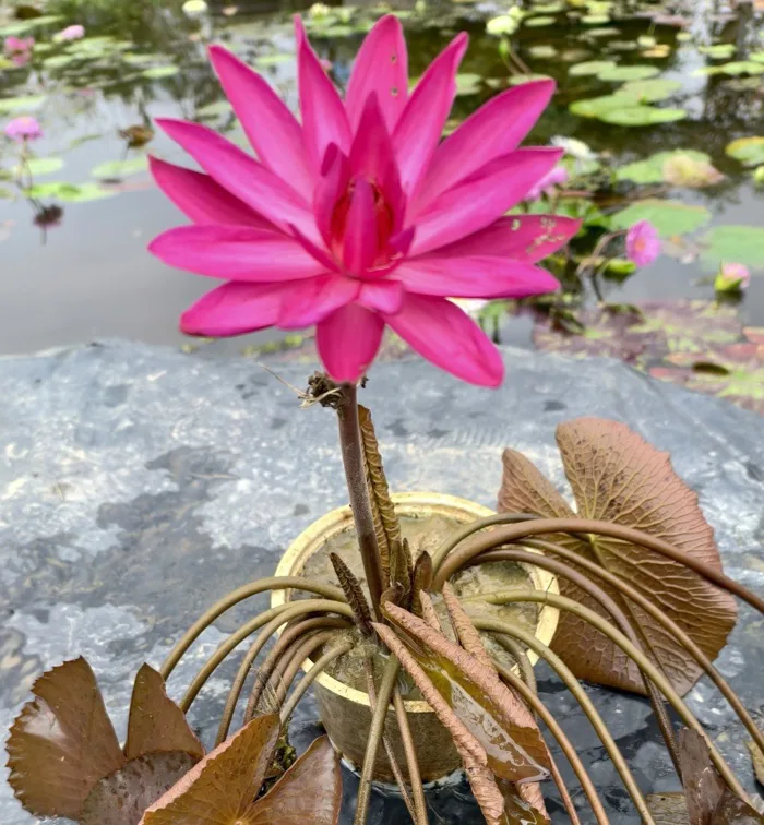 cây hoa súng mỹ hồng